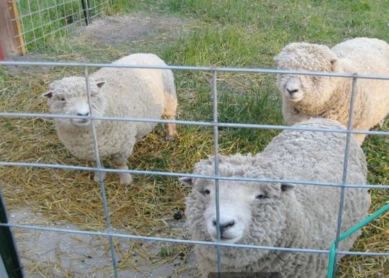 Окунутое горячее гальванизировало сваренную ячеистую сеть в земледелии и животноводстве