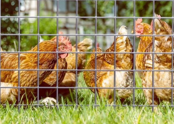 Электросварная оцинкованная сетка в рулонах по 50 м, шириной 0,5 м для вольеров для животных